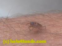 /home//u458753944/public_html/sourcegallery///////////////////////////////////////////Insects and small critters/beetles (Coleoptera)/P1140146.JPG